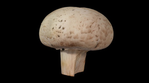 黑色背景的白色蘑菇04在黑色背景上旋转13秒视频