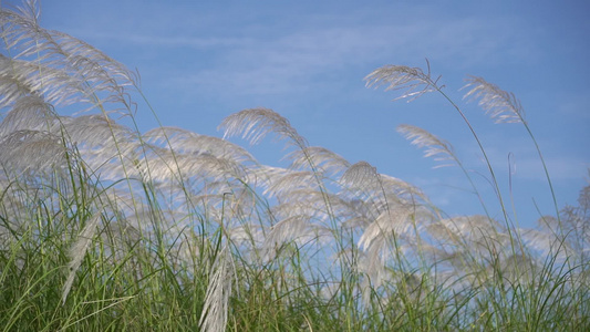 芦苇随风飘扬视频