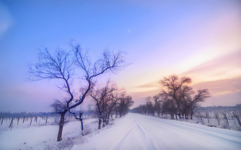 冬季枯树雪晚霞视频