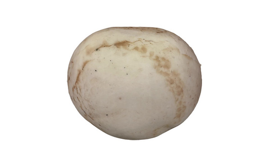 在白色背景上旋转白色蘑菇03视频