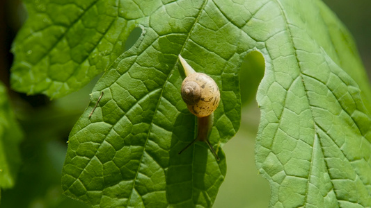 生物蜗牛视频