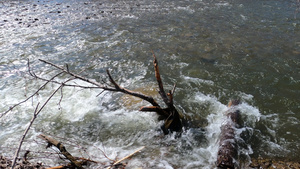 清澈的河水流经白木和枝条15秒视频