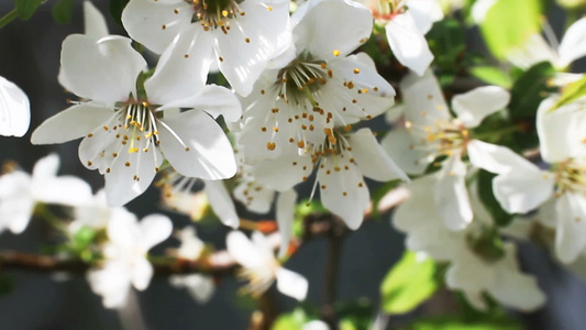 春树花视频