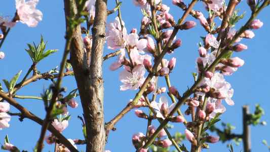 春树花视频