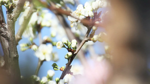 桃花樱花12秒视频