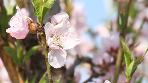 樱花树15秒视频