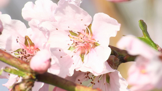 桃花樱花视频