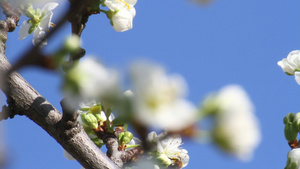 春树花16秒视频