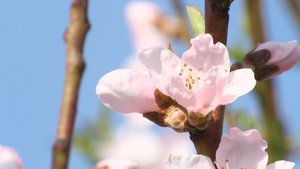 樱花树17秒视频