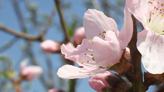 桃花樱花视频