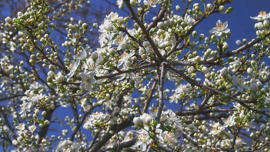 春日樱花在树上视频