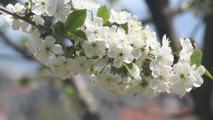 春日樱花在树上23秒视频