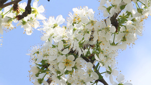 春日樱花在树上27秒视频