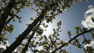 春日樱花在树上16秒视频