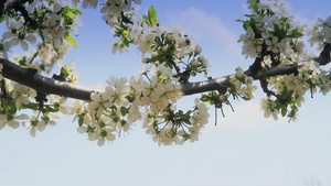 春日樱花在树上21秒视频