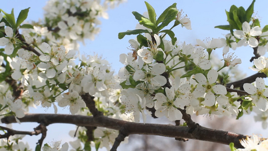 春日樱花在树上视频