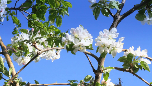 春日樱花在树上视频