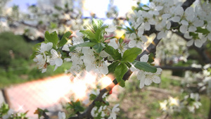 春日樱花在树上19秒视频