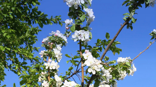 春日樱花在树上视频