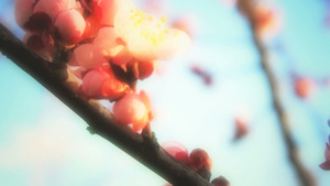 春日樱花在树上18秒视频