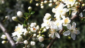 春日樱花在树上22秒视频