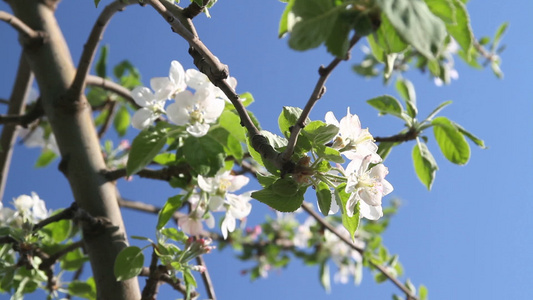 春日樱花在树上视频