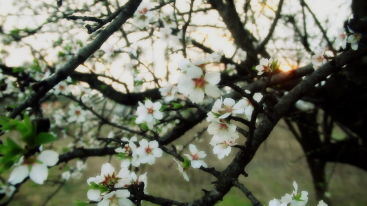 春树花视频