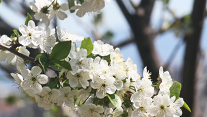 春日樱花在树上26秒视频