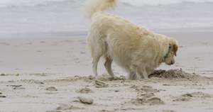 金毛寻回犬14秒视频