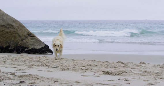 沙滩上的金毛猎犬视频