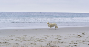 沙滩上的金毛猎犬18秒视频
