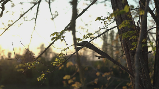 树枝和树叶4之间的日落视频