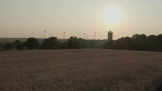 充满小麦的手持田地景观视频