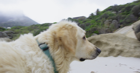 沙滩上的金毛猎犬视频