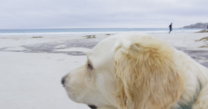 沙滩上的金毛猎犬37秒视频