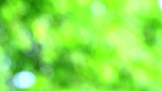 花园中的绿绿绿绿色抽象模糊的彩色叶子花树视频