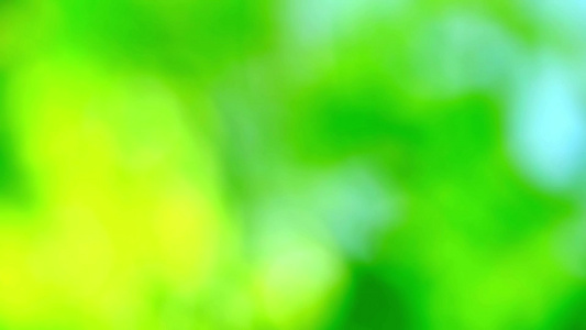 花园中的绿色抽象模糊的花叶颜色2视频