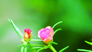 花园时间流逝中开花的太阳植物或马齿苋粉红色的花23秒视频