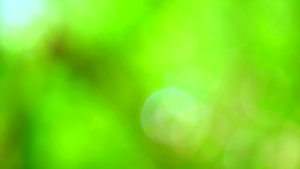 绿色浅绿模糊背景本底在花园的花树上抽采多彩叶17秒视频
