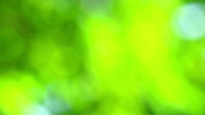 绿色自然抽象模糊的绿叶色花园中的花朵树115秒视频