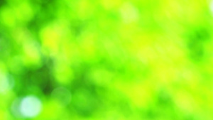 绿色自然抽象模糊的绿叶色花园中的花朵树212秒视频