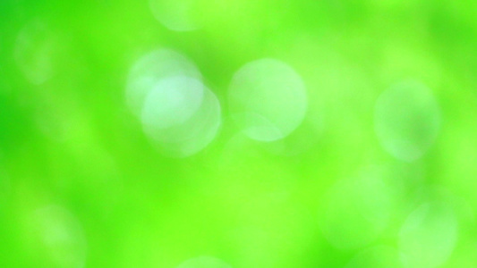 纯绿色的模糊背景本底花园中的花朵树叶抽象色彩多彩视频