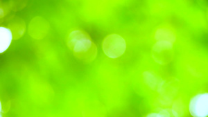 纯绿色的模糊背景12秒视频