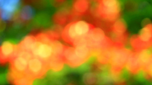 多彩色树叶22秒视频