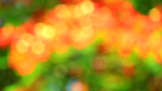 模糊的花园橙色绿绿色性质抽象多彩叶叶花树视频