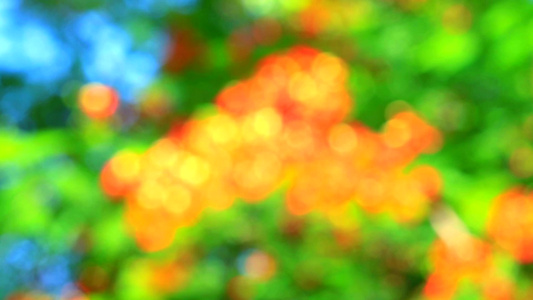 模糊的花园红绿绿色大自然抽象多彩叶叶花树视频