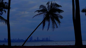 黄昏的天空和海滩上的椰子与暴风椰子的力量对立20秒视频