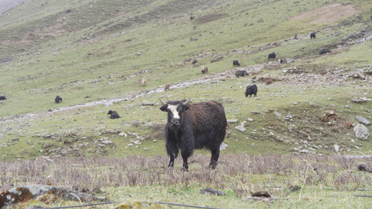 成群结队的牦牛在草原上吃草视频