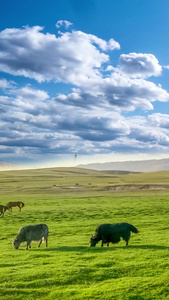 新疆喀纳斯草原牧场风光蓝天白云视频