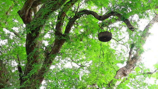 果篮挂在树枝上为鸟类和松鼠带来果实视频